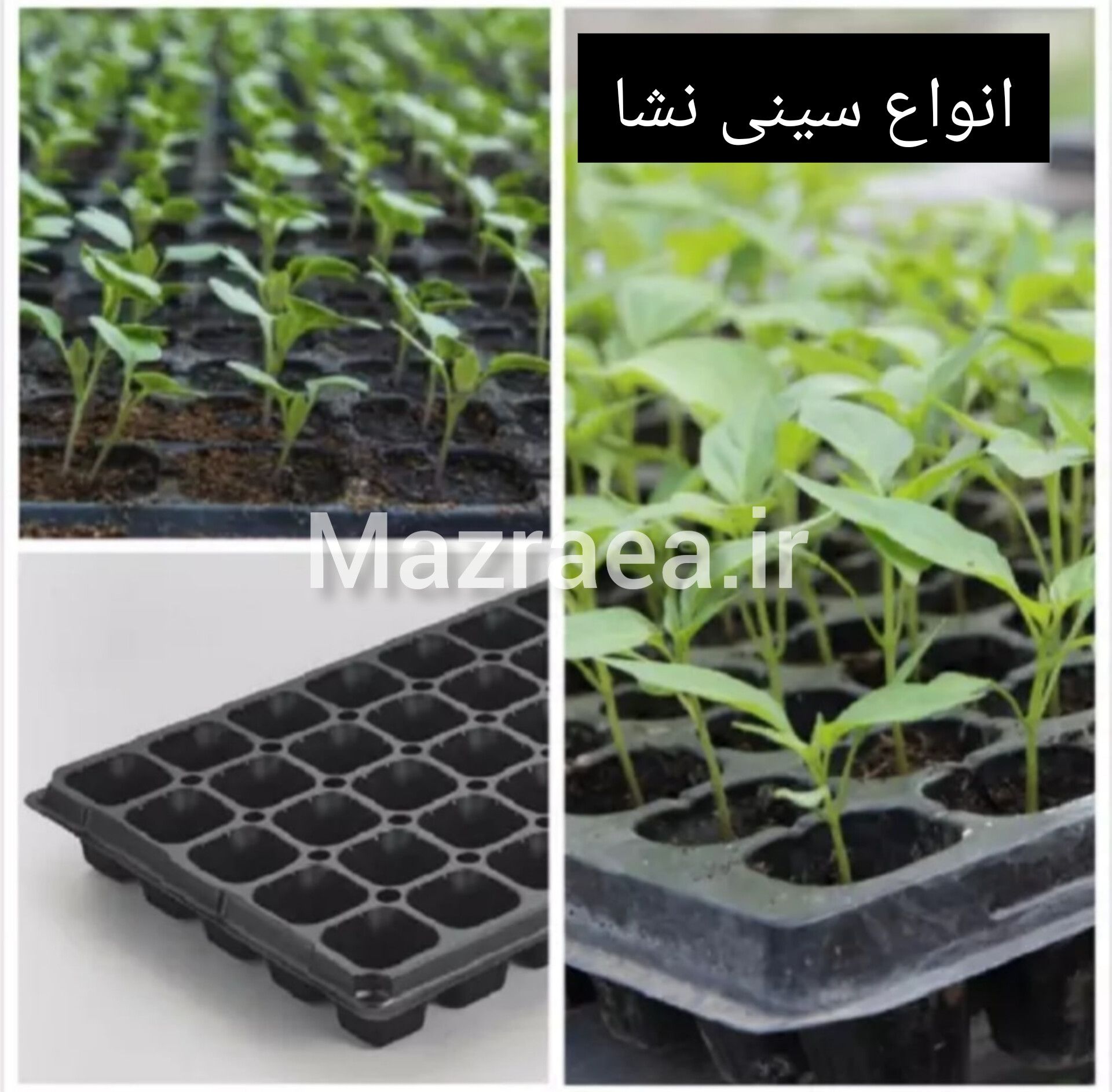 انواع سینی نشا