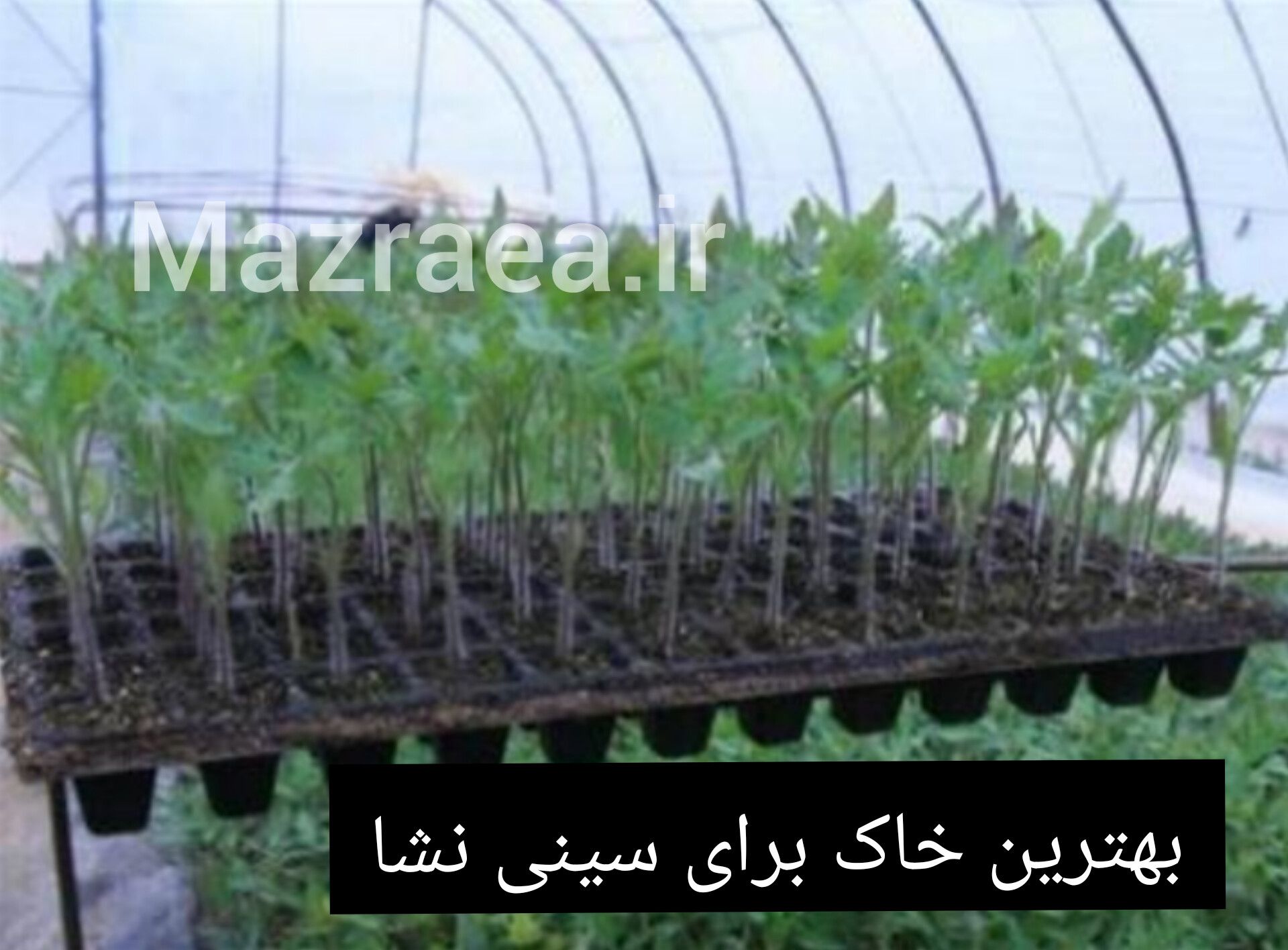 بهترین خاک برای سینی نشا