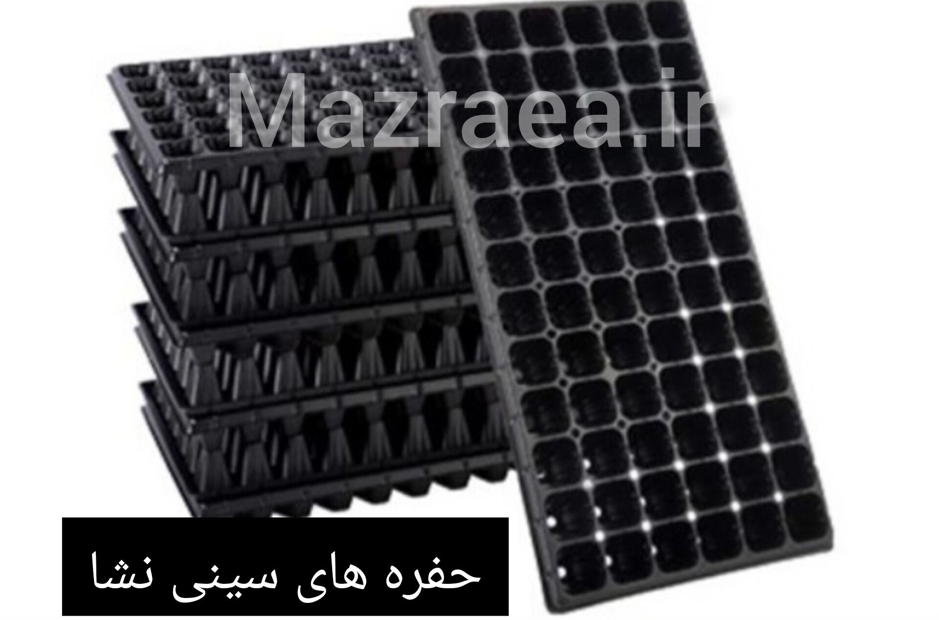 حفره های سینی نشا