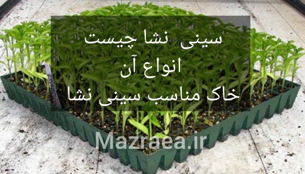 سینی نشا چیست انواع آن خاک مناسب سینی نشا