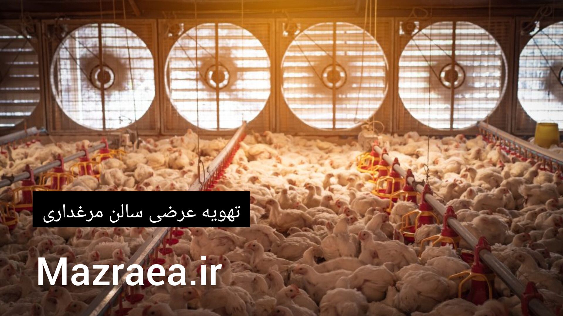 تهویه عرضی سالن مرغداری