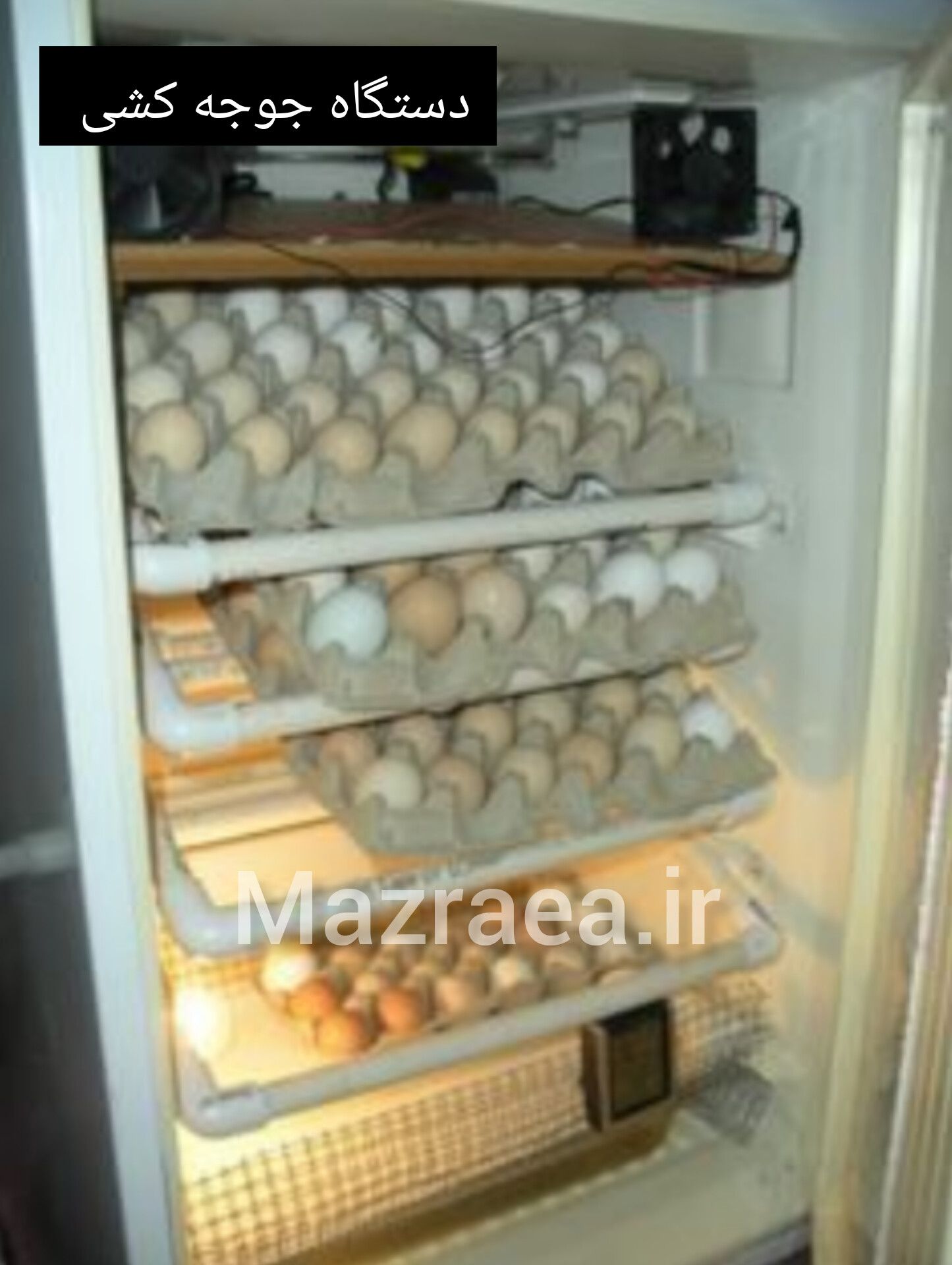 دستگاه جوجه کشی