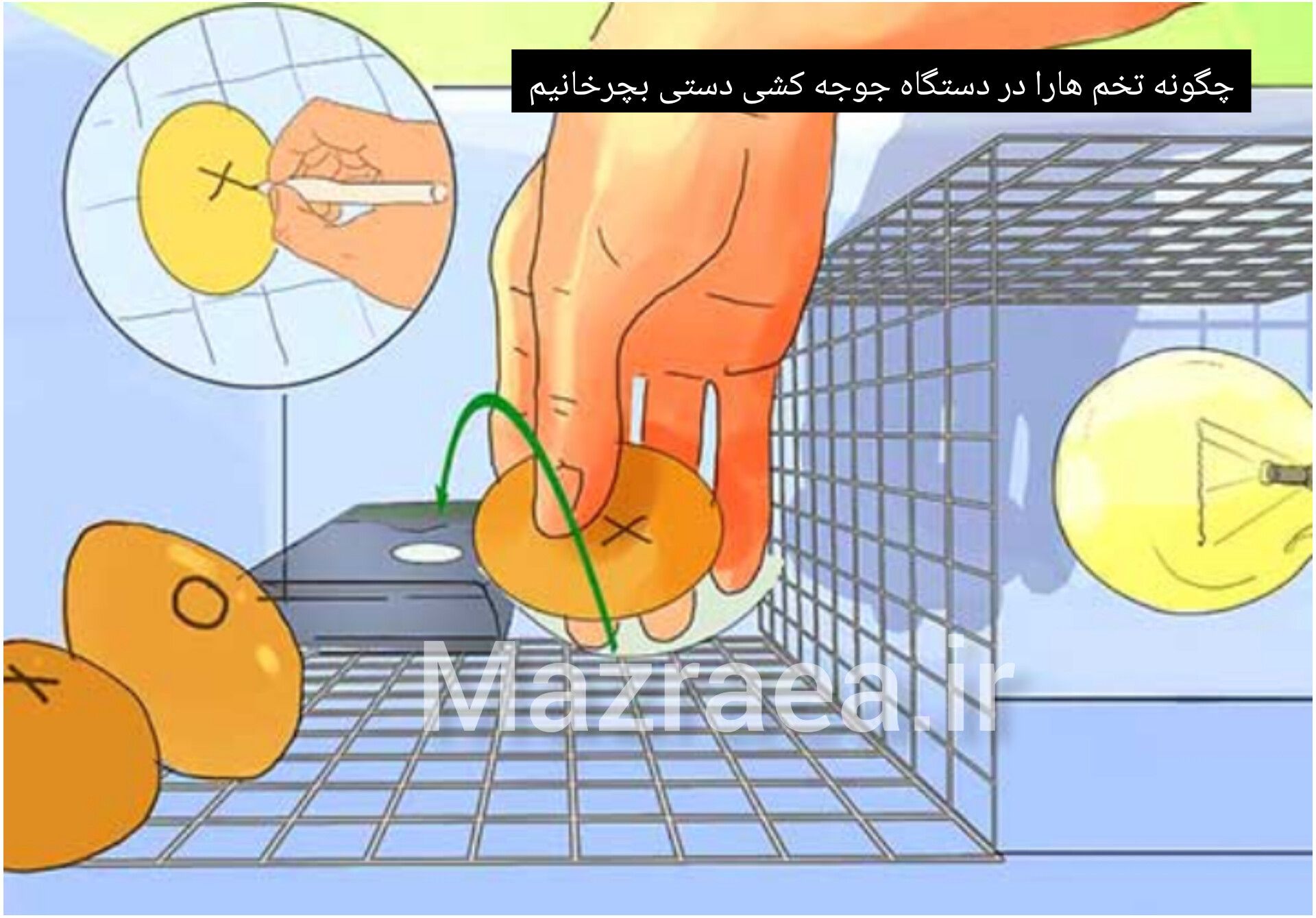 چگونه تخم هارا در دستگاه جوجه کشی دستی بچرخانیم