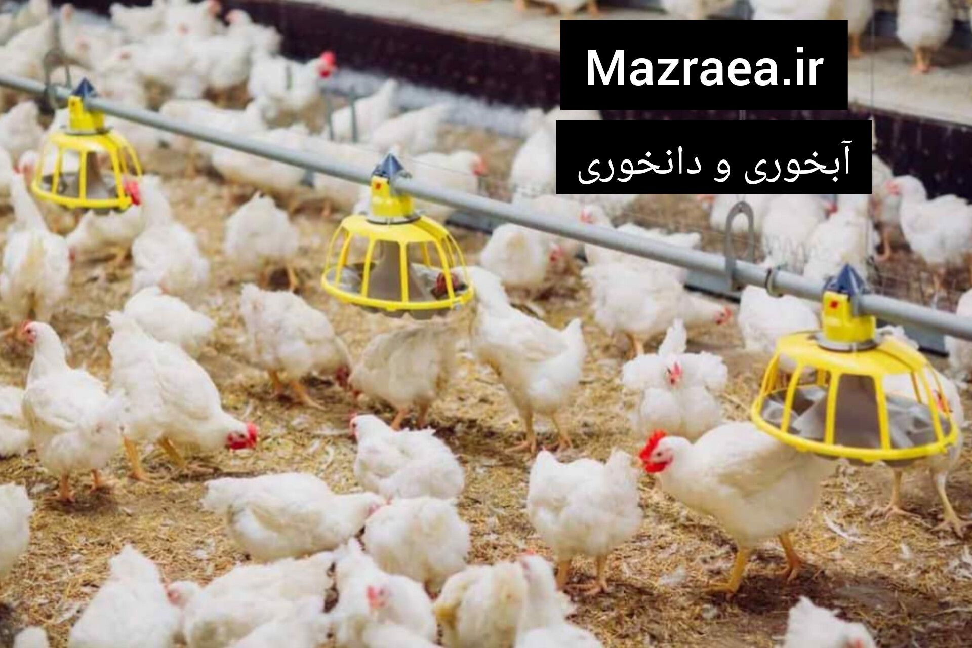 آبخوری و دانخوری