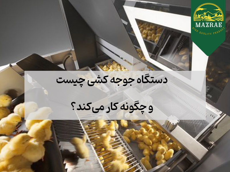 دستگاه جوجه کشی چیست و چگونه کار می‌کند؟ 